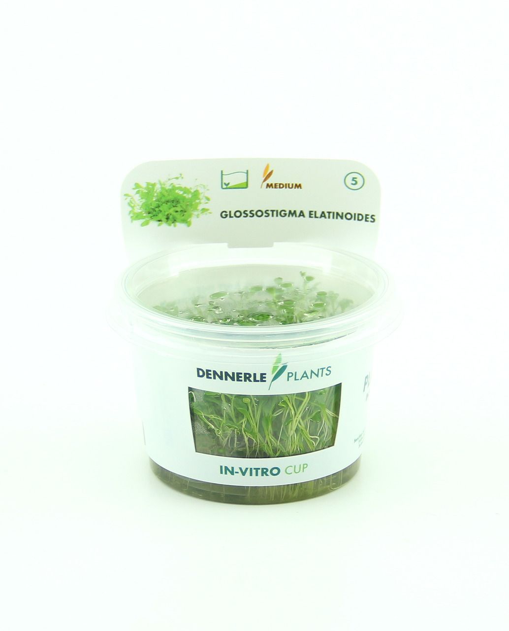 Glossostigma elatinoides In-Vitro
