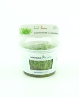 Glossostigma elatinoides In-Vitro