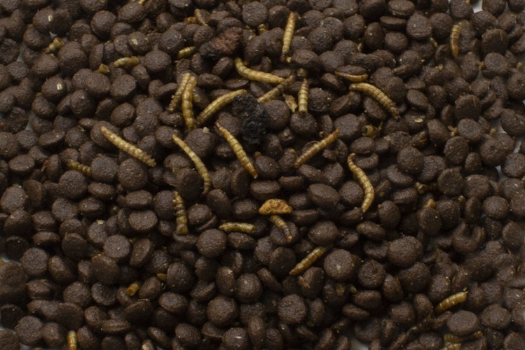 JR FARM Grainless Igel 750g Wildtierfutter