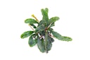 Vorschaubild Bucephalandra pygmaea 'Bukit Kelam' Topf
