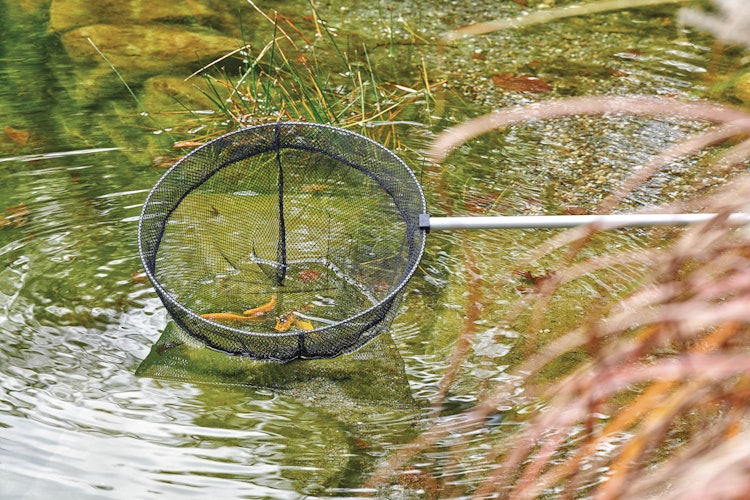 Oase Fischkescher groß