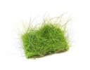 Vorschaubild Eleocharis acicularis