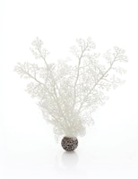 biOrb Hornkoralle mittelgroß weiß (46070)