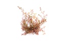 Vorschaubild Rotala sp. 'H'Ra' Topf