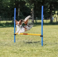 TRIXIE Fun Agility Hürde, Kunststoff, 113 × 110 cm, ø 3 cm, blau/orange