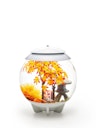 Vorschaubild biOrb Decor Set 30L Herbst (55027)