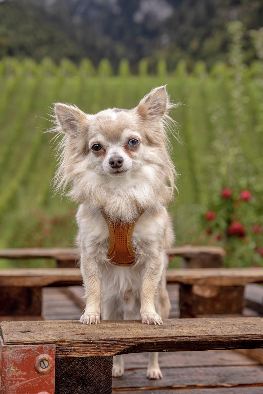 curli Apple Leather braun Hundegeschirr