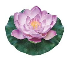 Pontec Seerose PondoLily violett