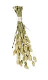 JR FARM Birds Kanariensaat 20g Vogelsnack JR FARM Birds Kanariensaat 20g VogelsnackZubehörbild