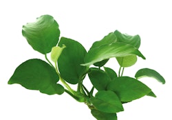 Anubias barteri