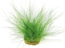 Vorschaubild Eleocharis acicularis
