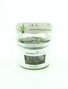 Vorschaubild Cryptocoryne usteriana In-Vitro