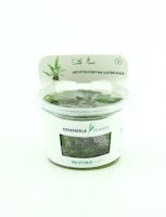 Cryptocoryne usteriana In-Vitro