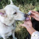 Vorschaubild Paws&Patch STRESS NOTFALL Blütenmischung 10g