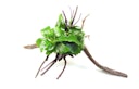 Vorschaubild Anubias barteri var. Nana