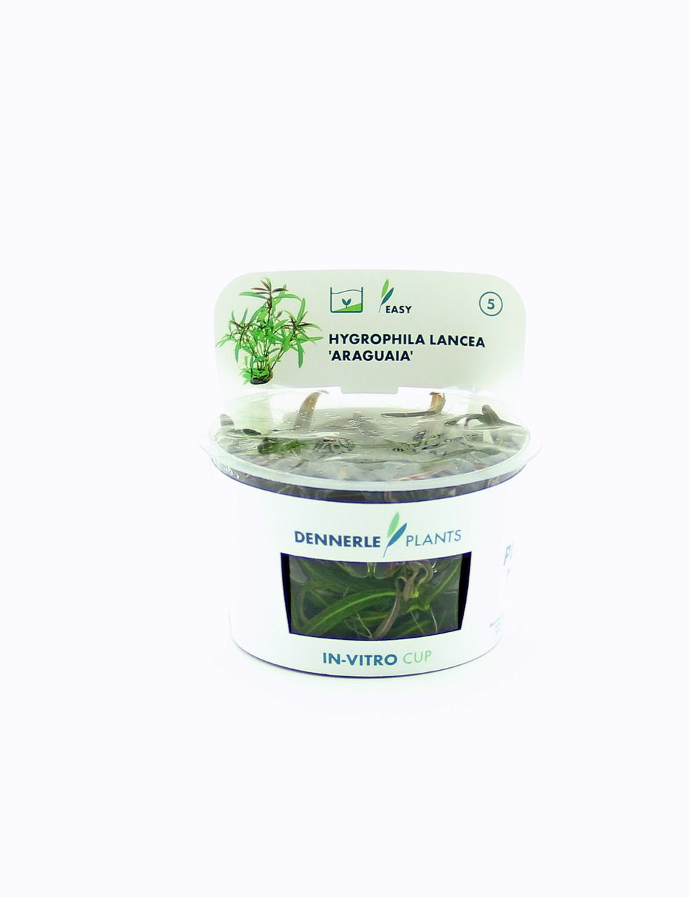 Hygrophila lancea 'Araguaia' In-Vitro