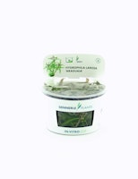 Hygrophila lancea 'Araguaia' In-Vitro