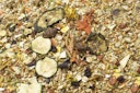 Vorschaubild JR FARM Farm Food Zwerghamster 500g Kleintierfutter