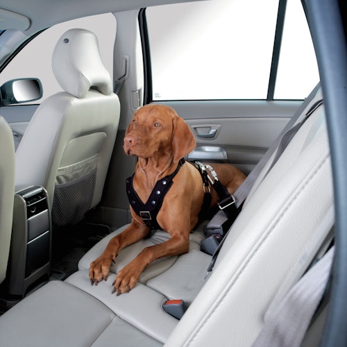 HUNTER Easy Comfort schwarz Hundegeschirr
