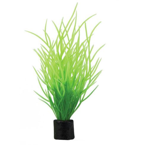 HOBBY Plant Lilaeopsis mini 1,5 x 1,5 x 7 Centimeter Aquarieneinrichtung