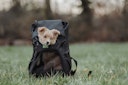 Vorschaubild HUNTER Flugtasche Rucksack Miles 30 x 22 x 45 Centimeter Hundetransport