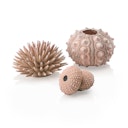 Vorschaubild biOrb Seeigel Set natural (48366)