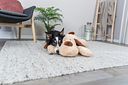 Vorschaubild TRIXIE Ankuschelhund Benny, Plüsch, 75 cm, beige/braun