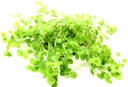 Vorschaubild Micranthemum umbrosum Topf