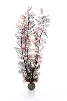 biOrb Hornkoralle extra groß dunkelrot (46075)