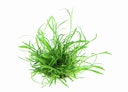 Vorschaubild Lilaeopsis brasiliensis