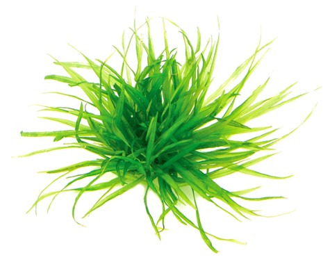 Blyxa japonica In-Vitro