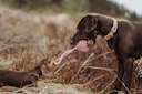 Vorschaubild HUNTER Ball mit Schlaufe Inari pastellrot Hundespielzeug