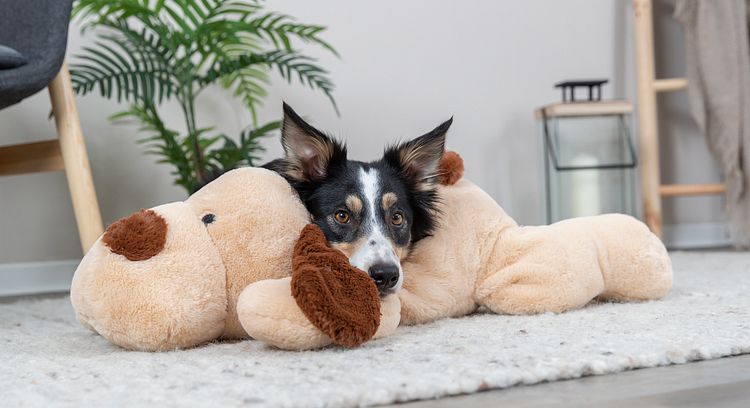 TRIXIE Ankuschelhund Benny, Plüsch, 75 cm, beige/braun