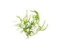 Vorschaubild Heteranthera zosterifolia In-Vitro