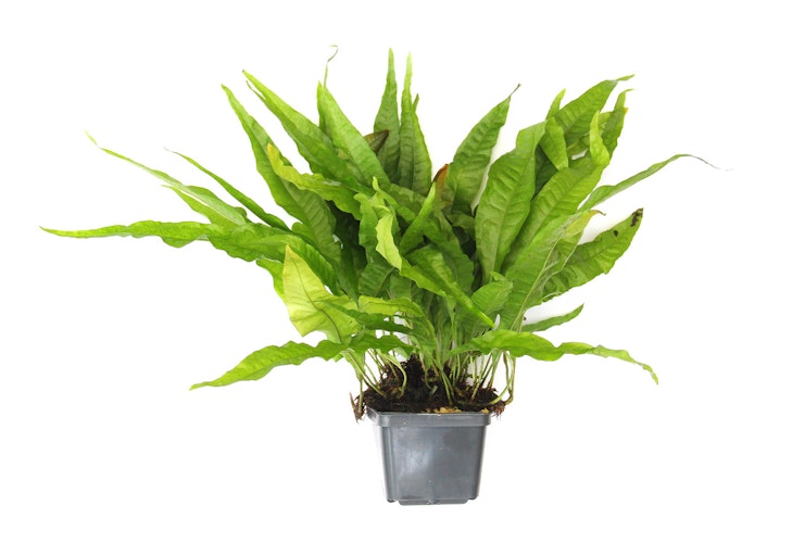 Microsorum pteropus