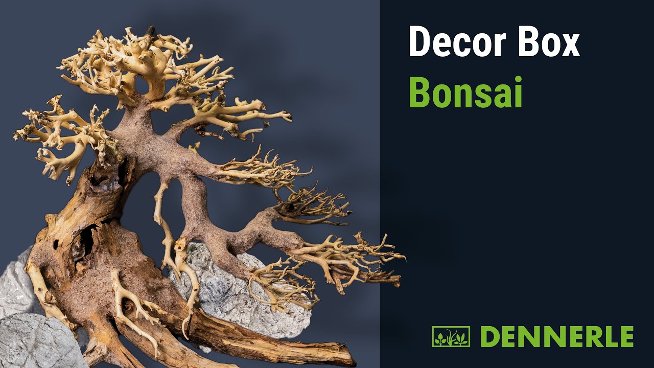 DENNERLE Decor Box Bonsai Aquarieneinrichtung