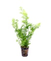 Ceratopteris thalictroides TopfVorschaubild