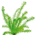 Egeria densa 'tropische Art' TopfVorschaubild