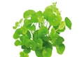Hydrocotyle leucocephalaVorschaubild